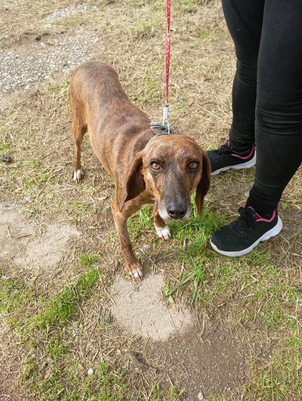 🌟 Carolina cerca casa: una piccola anima in cerca di amore 🌟 Foto 5