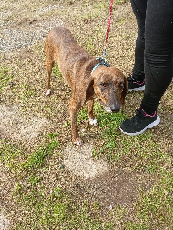 🌟 Carolina cerca casa: una piccola anima in cerca di amore 🌟 Foto 8