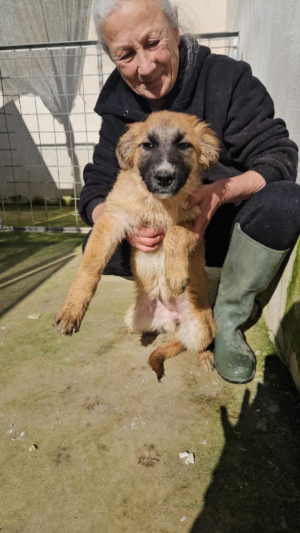 Anguria cerca adozione o stallo casalingo  Foto 2