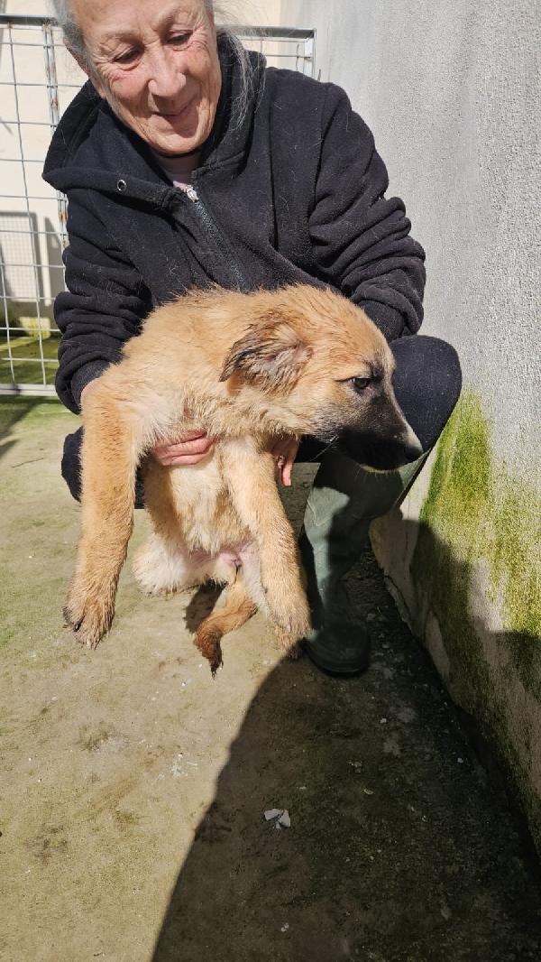 Anguria cerca adozione o stallo casalingo  Foto 3