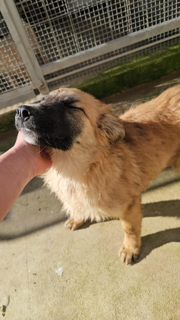 Anguria cerca adozione o stallo casalingo  Foto 4