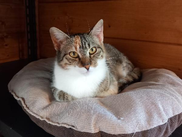 Karina, splendida micia in adozione! Foto 2