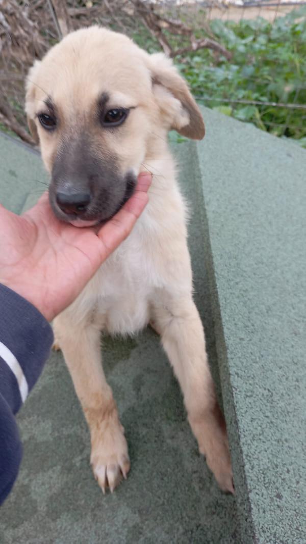 🧚‍♀️ Ariel, Stupenda Dolce Cucciola, Cerca Condivisioni E/O Famiglia 🏠