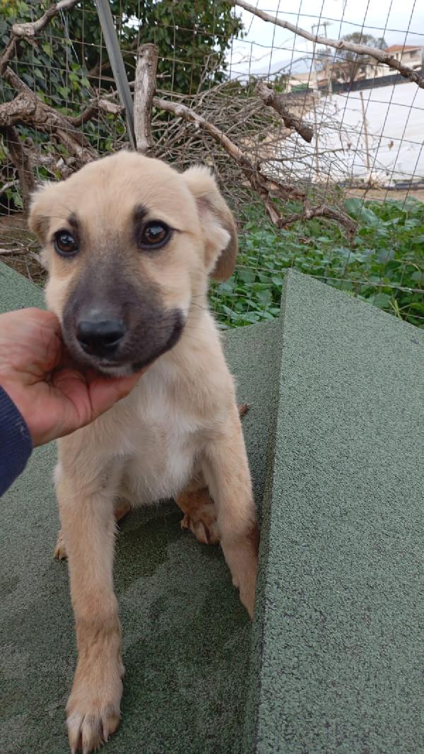 🧚‍♀️ ARIEL, STUPENDA DOLCE CUCCIOLA, CERCA CONDIVISIONI e/o FAMIGLIA 🏠 Foto 2