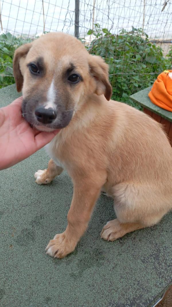 🤎Max, Splendido Dolce Cucciolo, Cerca Famiglia🤎