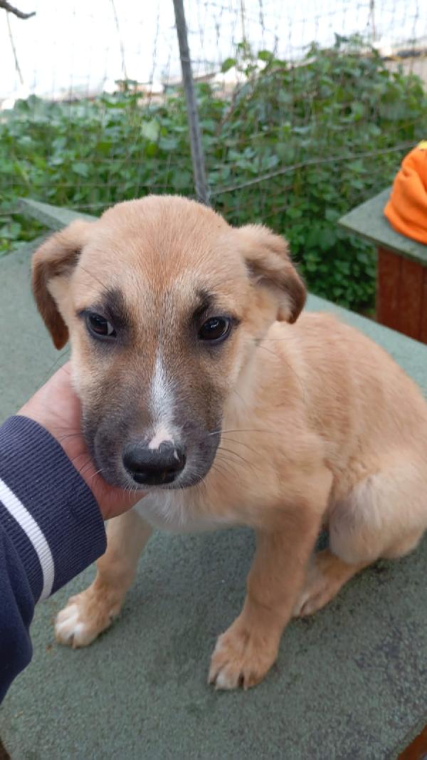 🤎MAX, SPLENDIDO DOLCE CUCCIOLO, CERCA FAMIGLIA🤎 Foto 2