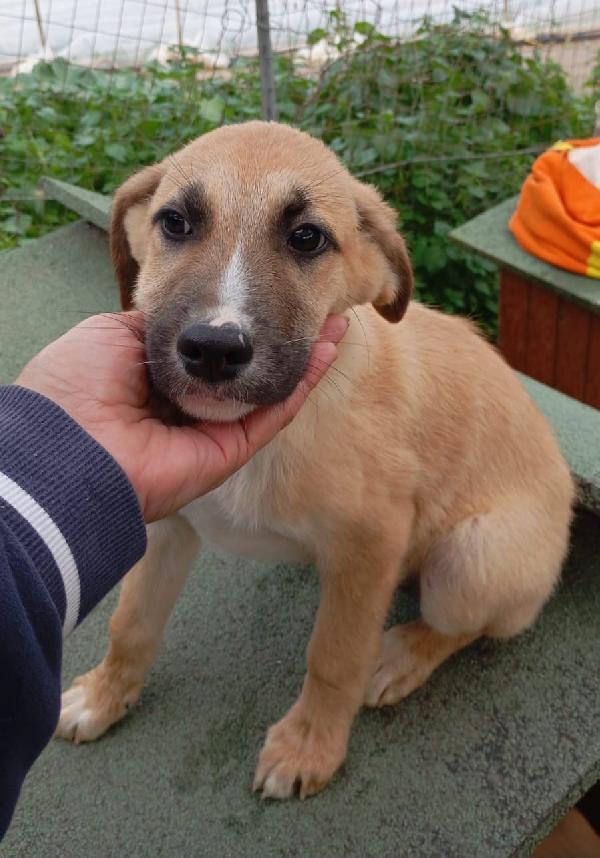 🤎MAX, SPLENDIDO DOLCE CUCCIOLO, CERCA FAMIGLIA🤎 Foto 4