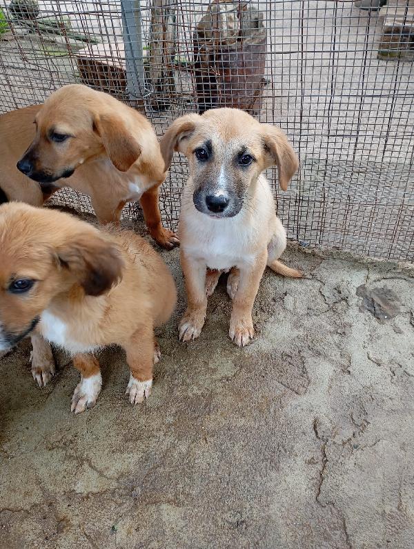 🤎MAX, SPLENDIDO DOLCE CUCCIOLO, CERCA FAMIGLIA🤎 Foto 6