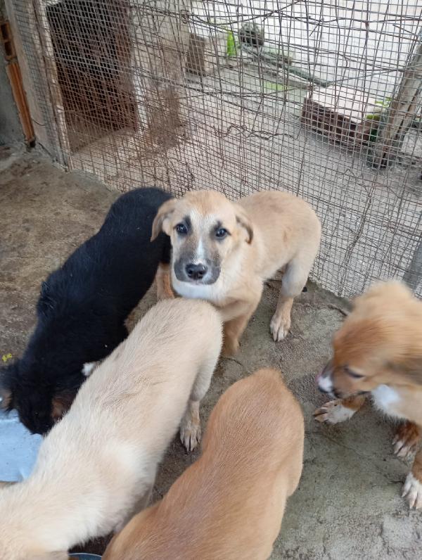 🤎MAX, SPLENDIDO DOLCE CUCCIOLO, CERCA FAMIGLIA🤎 Foto 8