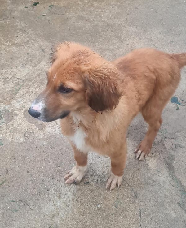 🐶TYSON: MORBIDOSO, GIOCHERELLONE E PRONTO AD AMARE! 🫶🏻 Foto 4