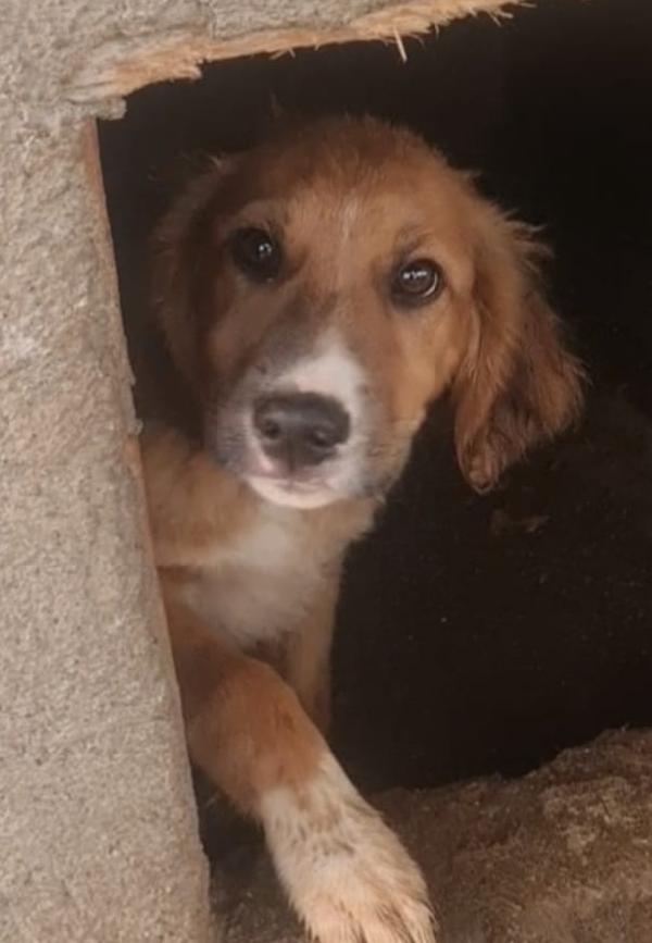 🐶TYSON: MORBIDOSO, GIOCHERELLONE E PRONTO AD AMARE! 🫶🏻 Foto 6