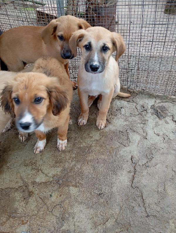 🐶TYSON: MORBIDOSO, GIOCHERELLONE E PRONTO AD AMARE! 🫶🏻 Foto 7