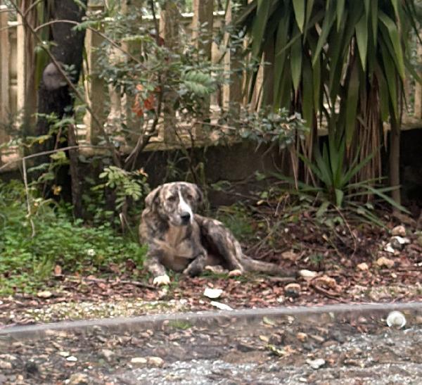 🚨 Milo — Ho Aspettato Per Giorni… Ma Nessuno È Più Tornato 🚨