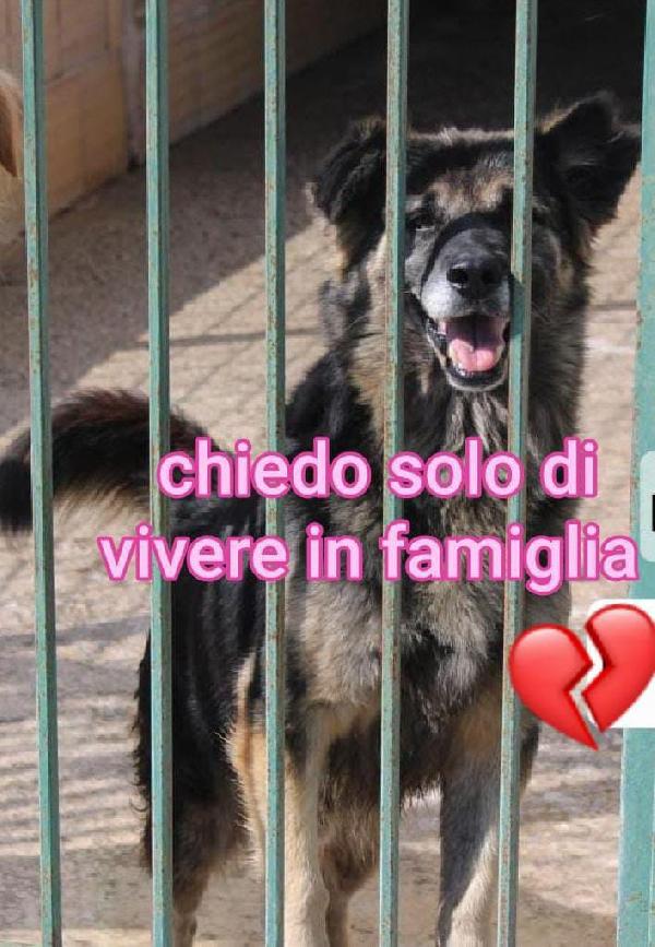 ARGO 8 ANNI taglia media Foto 2