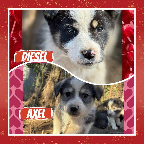💙✨ Diesel E 💙✨ Axel Meravigliosi Cuccioli In Adozione Taglia Medio Contenuta 
