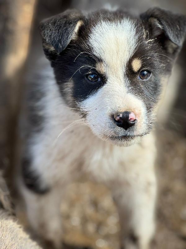 💙✨ diesel e 💙✨ axel meravigliosi cuccioli in adozione taglia medio contenuta  Foto 4