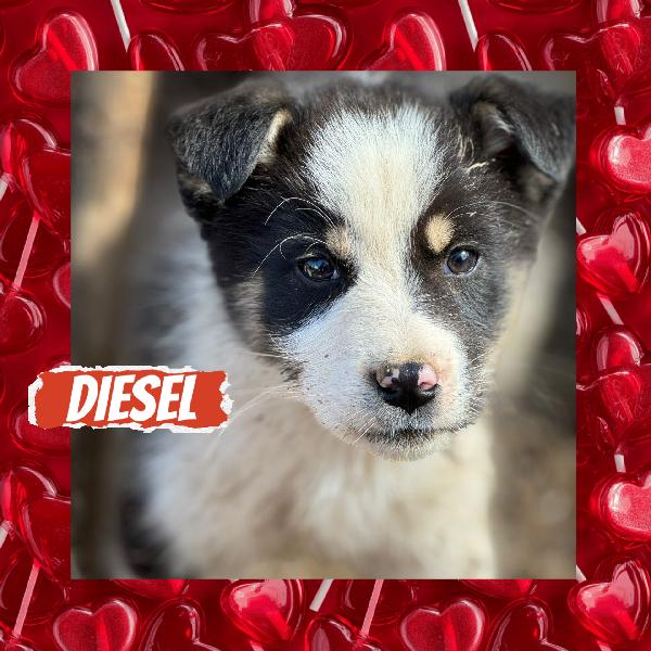 💙✨ diesel e 💙✨ axel meravigliosi cuccioli in adozione taglia medio contenuta  Foto 5