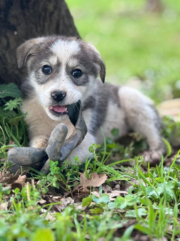 💙✨ diesel e 💙✨ axel meravigliosi cuccioli in adozione taglia medio contenuta  Foto 7
