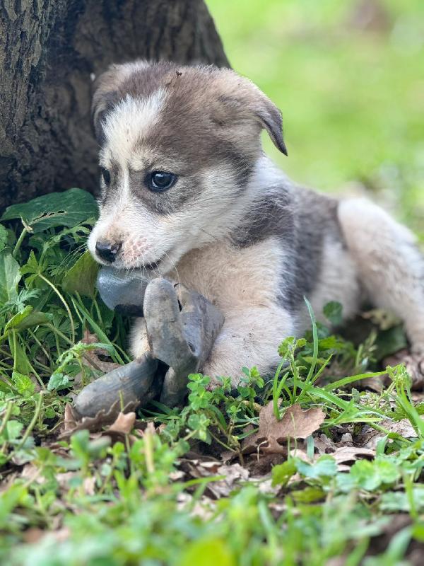 💙✨ diesel e 💙✨ axel meravigliosi cuccioli in adozione taglia medio contenuta  Foto 8
