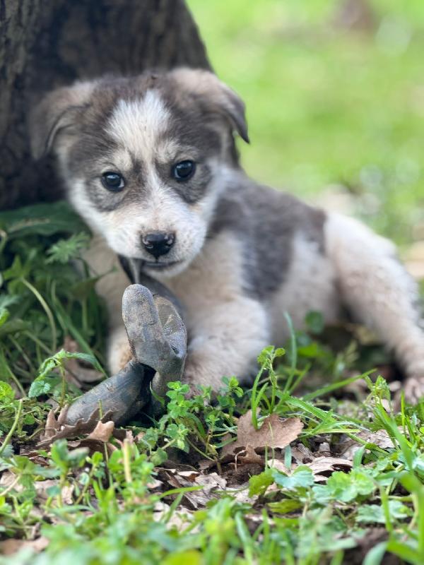 💙✨ diesel e 💙✨ axel meravigliosi cuccioli in adozione taglia medio contenuta  Foto 9