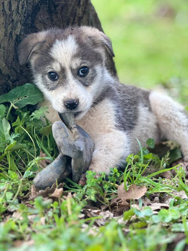 💙✨ diesel e 💙✨ axel meravigliosi cuccioli in adozione taglia medio contenuta  Foto 10