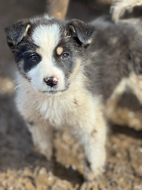 ♥️✨ cuccioli in adozione taglia medio contenuta (13/15 kg)  Foto 5