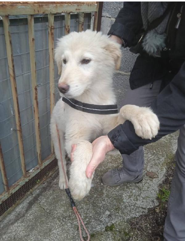 Femmina 5Mesi Splendida Finita In Canile.sicilia