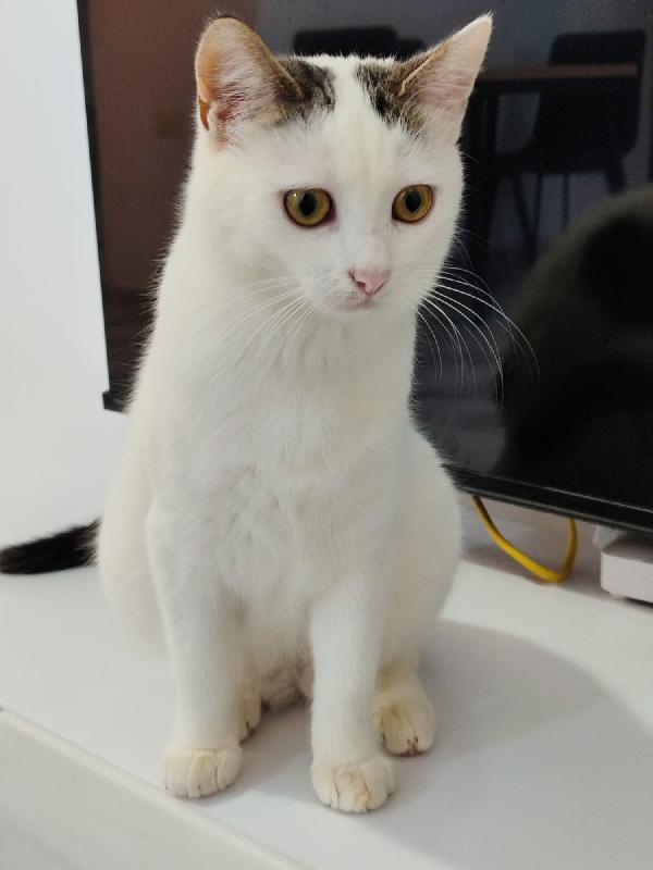 Micina 7Mesi Bianca E Macchie Grigie Pronta X Partire!