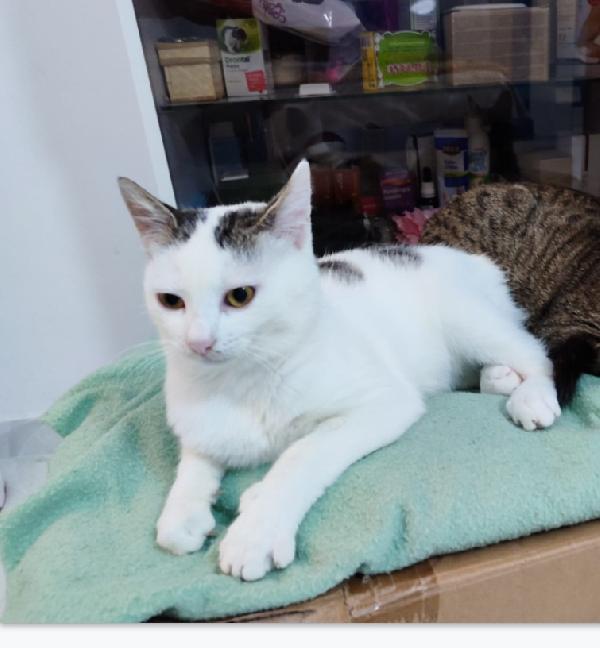 Micina 7mesi bianca e macchie grigie PRONTA X PARTIRE! Foto 2