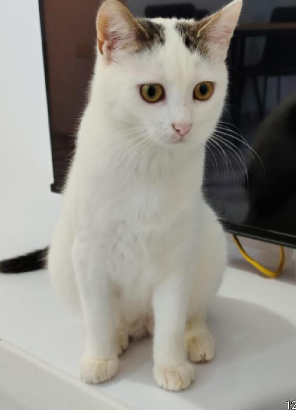 Micina 7mesi bianca e macchie grigie PRONTA X PARTIRE! Foto 4