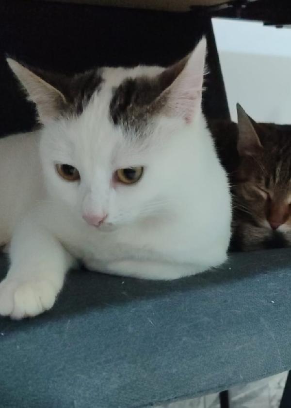 Micina 7mesi bianca e macchie grigie PRONTA X PARTIRE! Foto 3