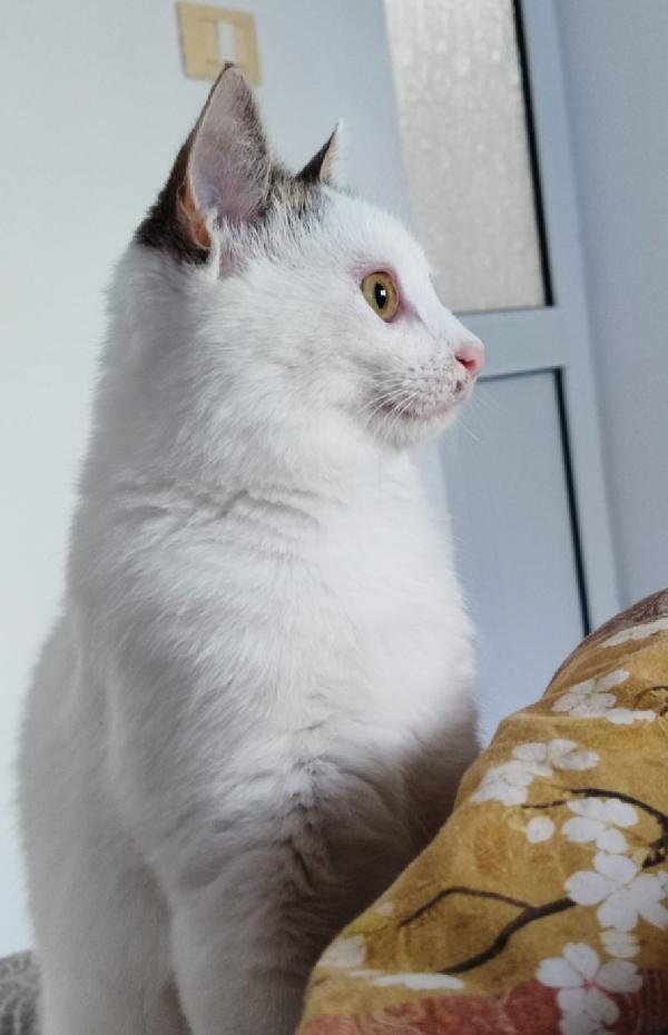 Micina 7mesi bianca e macchie grigie PRONTA X PARTIRE! Foto 6