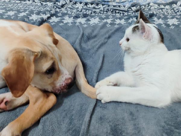 Micina 7mesi bianca e macchie grigie PRONTA X PARTIRE! Foto 7