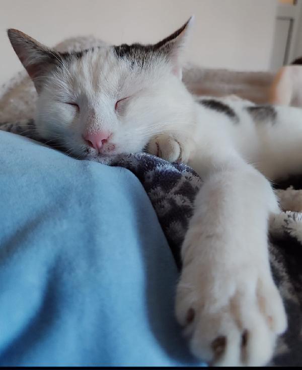 Micina 7mesi bianca e macchie grigie PRONTA X PARTIRE! Foto 8