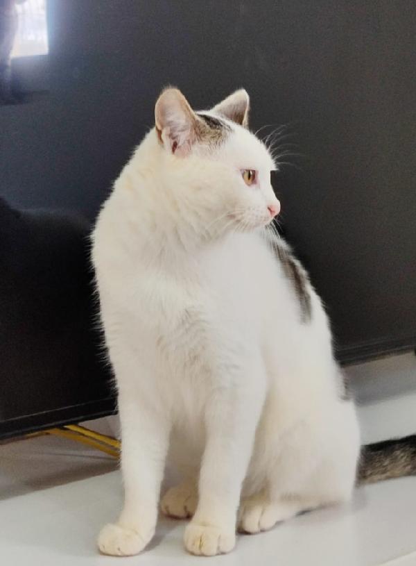 Micina 7mesi bianca e macchie grigie PRONTA X PARTIRE! Foto 9