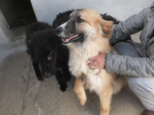 Mammola Allegra E Socievole