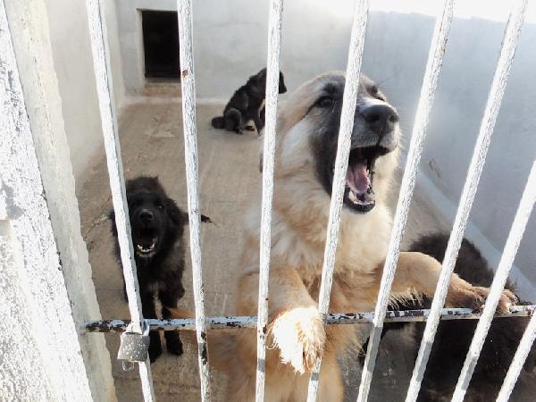 Mammola allegra e socievole Foto 2