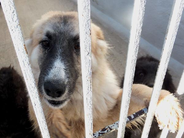 Mammola allegra e socievole Foto 3