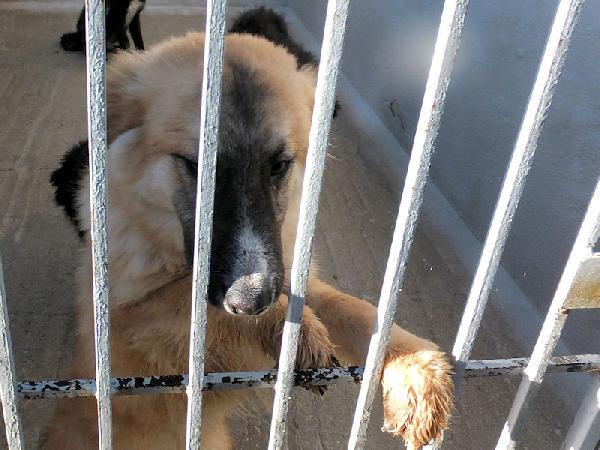 Mammola allegra e socievole Foto 4