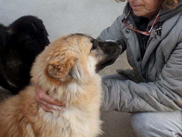 Mammola allegra e socievole Foto 5