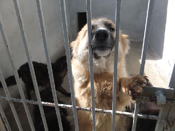 Mammola allegra e socievole Foto 6