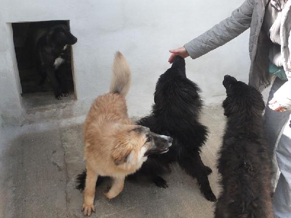 Mammola allegra e socievole Foto 7