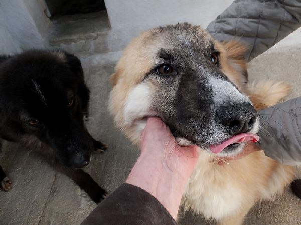 Mammola allegra e socievole Foto 8