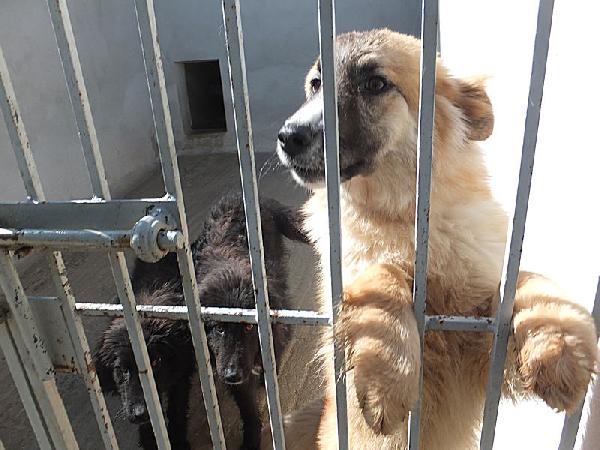 Mammola allegra e socievole Foto 9