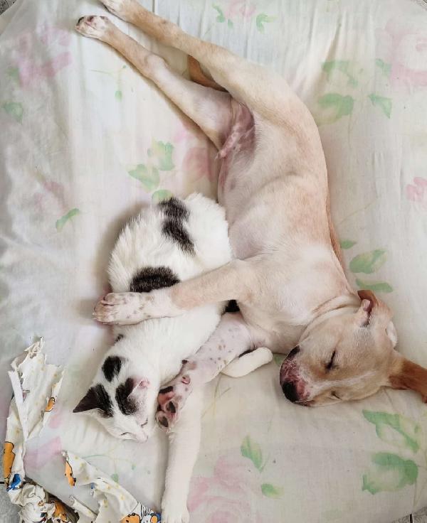 Micina 7mesi bianca e macchie grigie PRONTA X PARTIRE! Foto 10