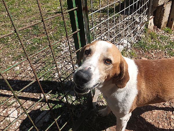 Nesquik segugio allegro e affettuoso Foto 2