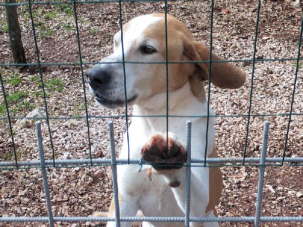 Nesquik Segugio Allegro E Affettuoso