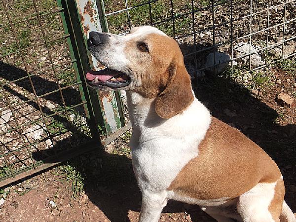 Nesquik segugio allegro e affettuoso Foto 3