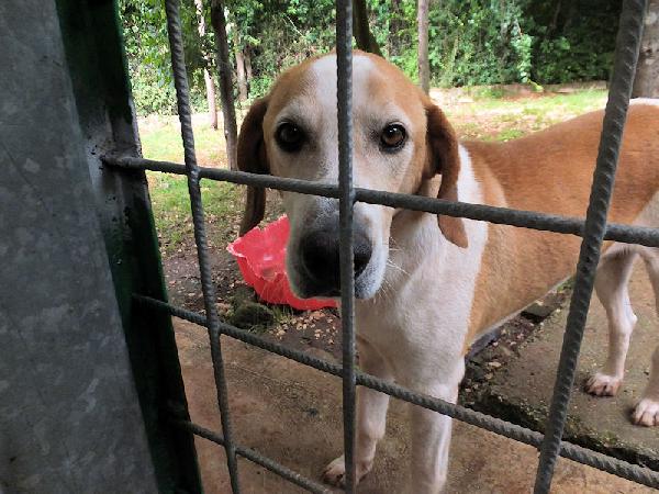 Nesquik segugio allegro e affettuoso Foto 4