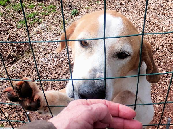 Nesquik segugio allegro e affettuoso Foto 5